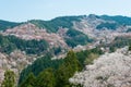 Cherry blossoms at Nakasenbon area in Mount Yoshino, Nara, Japan. Mt Yoshino is part of UNESCO World