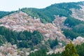 Cherry blossoms at Nakasenbon area in Mount Yoshino, Nara, Japan. Mt Yoshino is part of UNESCO World