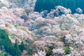 Cherry blossoms at Nakasenbon area in Mount Yoshino, Nara, Japan. Mt Yoshino is part of UNESCO World