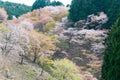 Cherry blossoms at Nakasenbon area in Mount Yoshino, Nara, Japan. Mt Yoshino is part of UNESCO World