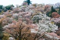 Cherry blossoms at Nakasenbon area in Mount Yoshino, Nara, Japan. Mt Yoshino is part of UNESCO World Heritage Site