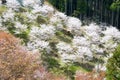 Cherry blossoms at Nakasenbon area in Mount Yoshino, Nara, Japan. Mt Yoshino is part of UNESCO World Heritage Site