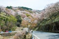 Cherry blossoms at Nakasenbon area in Mount Yoshino, Nara, Japan. Mt Yoshino is part of UNESCO World Heritage Site