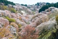 Cherry blossoms at Nakasenbon area in Mount Yoshino, Nara, Japan. Mt Yoshino is part of UNESCO World Heritage Site