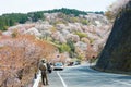 Cherry blossoms at Nakasenbon area in Mount Yoshino, Nara, Japan. Mt Yoshino is part of UNESCO World Heritage Site