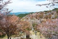 Cherry blossoms at Nakasenbon area in Mount Yoshino, Nara, Japan. Mt Yoshino is part of UNESCO World