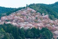 Cherry blossoms at Nakasenbon area in Mount Yoshino, Nara, Japan. Mt Yoshino is part of UNESCO World Heritage Site