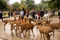 Japanese female tourist feeding brown small deers with biscuits on the street in Nara Park, Japan.