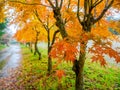 Nara, Japan - July 26, 2017: Beautiful autumn landscape, yellow autumn trees and leaves ,Colorful foliage in the Autumn Royalty Free Stock Photo