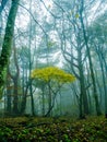 Nara, Japan - July 26, 2017: Beautiful autumn landscape, yellow autumn trees and leaves ,Colorful foliage in the Autumn Royalty Free Stock Photo