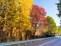 Nara, Japan - July 26, 2017: Beautiful view of autumn landscape in the road, with yellow autumn trees and leaves Royalty Free Stock Photo