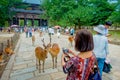 Nara, Japan - July 26, 2017: Unidentified woman taking a picture of a wild deer male and female in Nara park in Japan