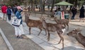 Local Tourists Feeding Sika Deer At Nara Park, Japan Royalty Free Stock Photo
