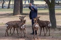 Local Tourists Feeding Sika Deer At Nara Park, Japan Royalty Free Stock Photo