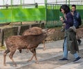 Tourists Feeding Sika Deer At Nara Park, Japan Royalty Free Stock Photo