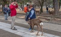 Tourists Feeding Sika Deer At Nara Park, Japan Royalty Free Stock Photo