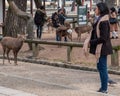 Tourists Feeding Sika Deer At Nara Park, Japan Royalty Free Stock Photo