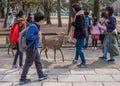 Tourists Feeding Sika Deer At Nara Park, Japan Royalty Free Stock Photo