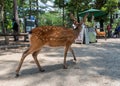 NARA, JAPAN - MAY 31, 2016: Tourists feeding deer cookie to the