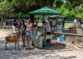 NARA, JAPAN - MAY 31, 2016: Tourists feeding deer cookie to the