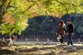 Japanese deer playing at Nara Park with red maple leaves tree on autumn season as background Royalty Free Stock Photo