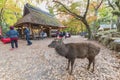 Deer and tourist in Nara Park in autumn season Royalty Free Stock Photo