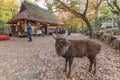 Deer and tourist in Nara Park in autumn season Royalty Free Stock Photo