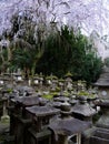Nara - Japanese stone lanterns with cherry blossom above near the Great Kasuga Shrine, Japan Royalty Free Stock Photo