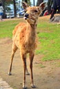 Deer roaming around the park in Nara, Japan