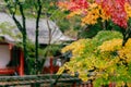 Nara park autumn maple and traditional temple in Nara, Japan Royalty Free Stock Photo