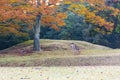 Nara Park and deer in autumn colors