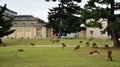 Nara park and deer Royalty Free Stock Photo