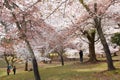 Nara Park,Japan