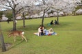 Nara Park,Japan