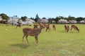 Nara Park,Japan