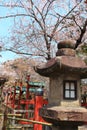 Nara Park,Japan