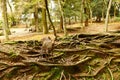 An extroversive deer in Nara