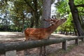 A wild sika deer approaching tourists. Nara park. Nara. Japan Royalty Free Stock Photo