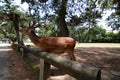 A deer approaching tourists. Nara park. Nara. Japan Royalty Free Stock Photo