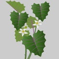 Naranjilla flowers with leaves on stems on a gray background.