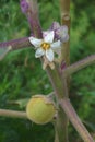 Naranjilla. Image of flower and fruit