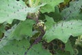 Naranjilla plant with flowers and fruits
