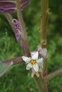 Close-up image of Naranjilla flower. Royalty Free Stock Photo