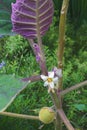 Naranjilla. Image of flower and fruit