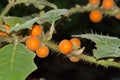 Naranjilla Solanum Quitoense