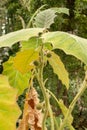 Naranjilla or Solanum Quitoense plant in Saint Gallen in Switzerland