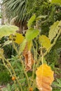 Naranjilla or Solanum Quitoense plant in Saint Gallen in Switzerland