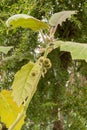 Naranjilla or Solanum Quitoense plant in Saint Gallen in Switzerland