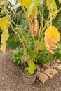 Naranjilla or Solanum Quitoense plant in Saint Gallen in Switzerland