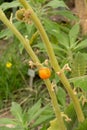 Naranjilla or Solanum Quitoense plant in Saint Gallen in Switzerland